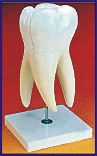 HUMAN TOOTH, MOLAR